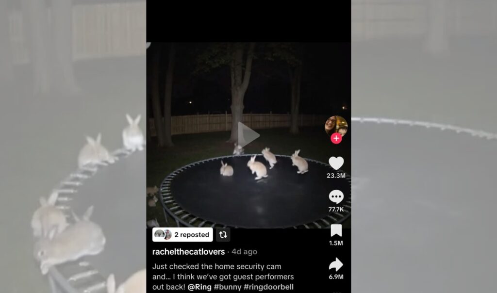 viralowy filmik z królikami na trampolinie